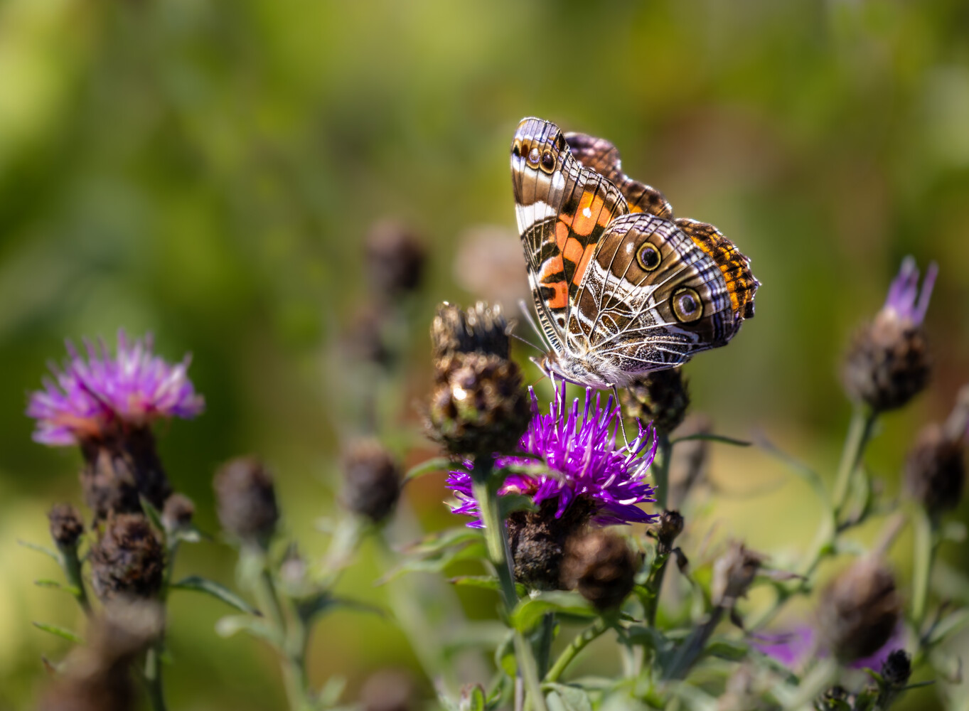 Parks NB presents the "Adventure in Every Direction" Photo Contest